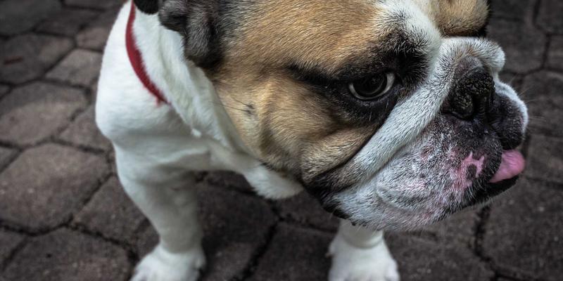 企业级SD-WAN组网方案：如何优化多分支网络性能与资源管理