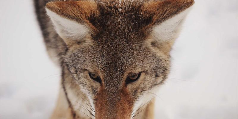 网络技术34：编程资源、开发教程与极客社区如何塑造现代开发者