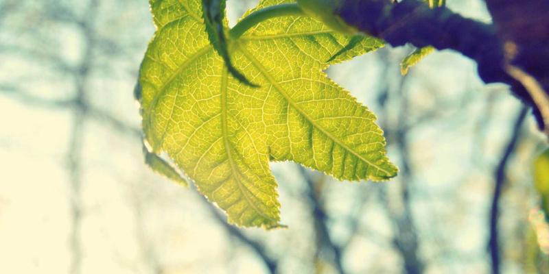 网络技术36:从开发教程到编程资源的全方位技术成长指南