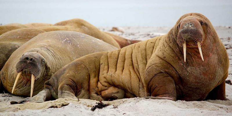 零信任安全架构实战开发教程：企业网络技术升级的极客路径